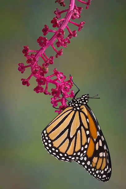 A monarch butterfly is hanging from a branch of pokeweed. The branch had berries that have been eaten by birds.
