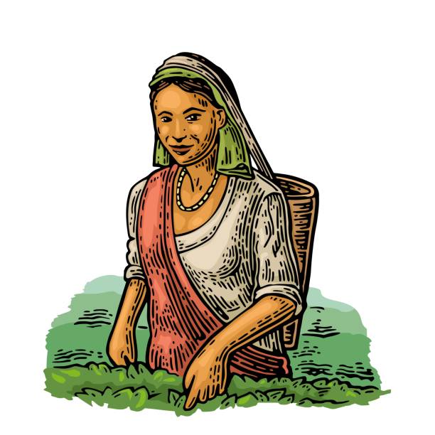 istock Female tea pickers harvesting leaves. Vintage color vector engraving 1768789873