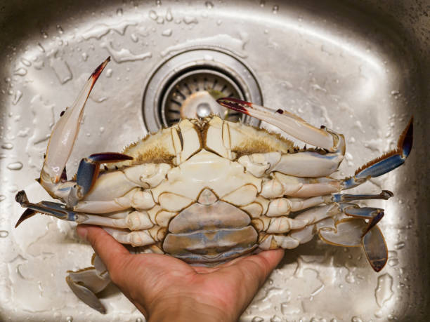 Holding Portunus armatus