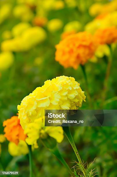 Marigold Flores Foto de stock y más banco de imágenes de Agricultura - Agricultura, Amarillo - Color, Arrancar malas hierbas