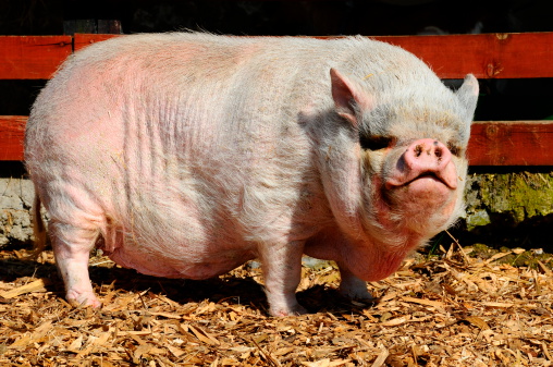 A pink Vietnamese pot-bellied pig enjoying some sun