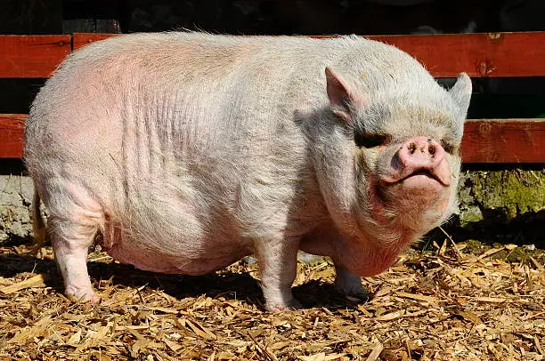 Photo of Vietnamese Pot-bellied pig