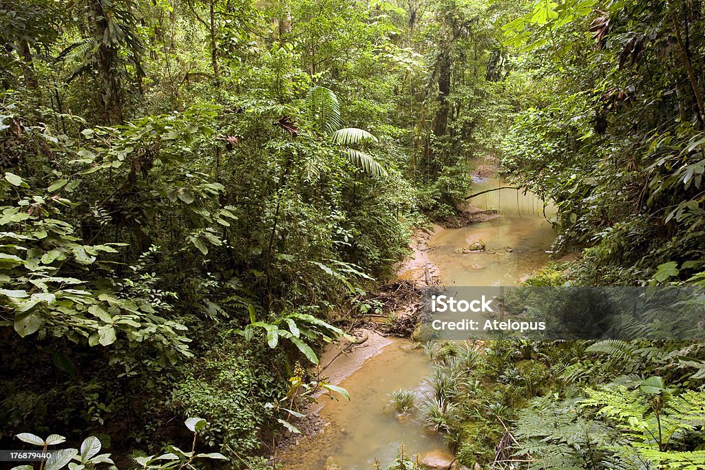 Corriente que fluye a través de selva tropical - Foto de stock de Agua libre de derechos