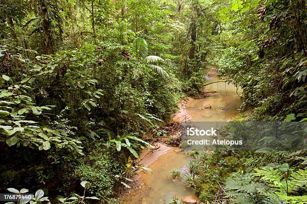 Потока Проходящего Через Тропический Лес — стоковые фотографии и другие картинки Амазония - Амазония, Без людей, Влажный тропический лес