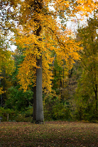 istock Colorful Autumn Trees in the last days of Fall 176879462