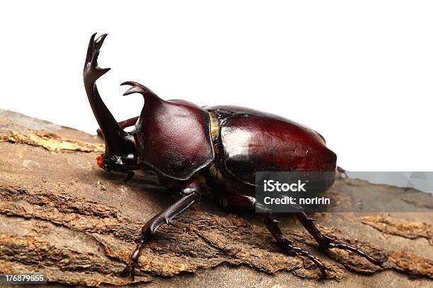 Rhinoceros Beetle On Sawtooth Oak Stock Photo - Download Image Now - Animal, Animal Antenna, Animal Wildlife