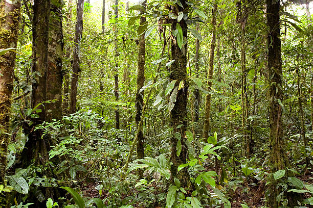 istock Interior of tropical rainforest 176879625