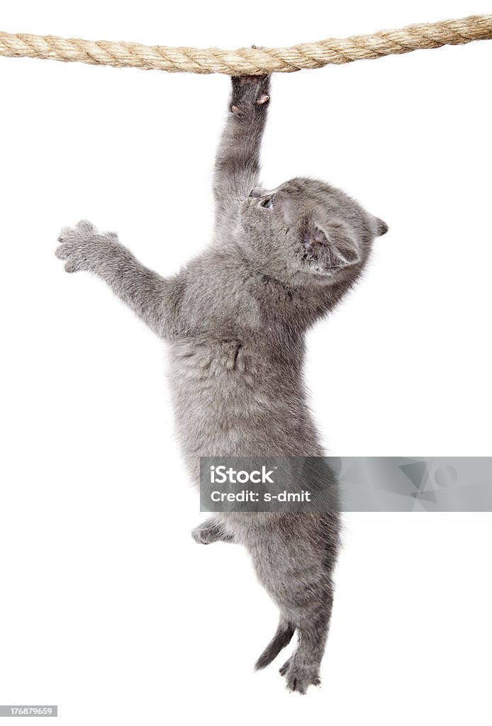 Little scottish fold kitten is hanging on the rope Little funny scottish fold kitten is hanging on the rope. isolated on a white background Domestic Cat Stock Photo