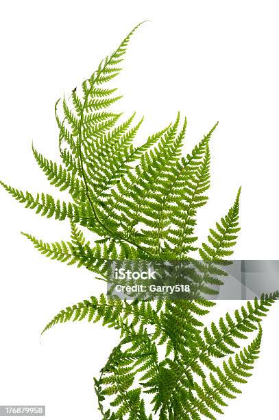 A Green Fern Up Close On A White Background Stock Photo - Download Image Now - Fern, Beauty In Nature, Cut Out