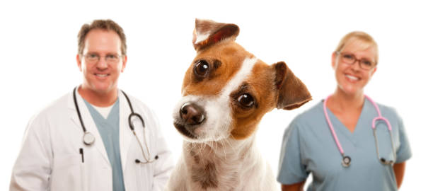 istock Close-up Jack Russell Terrier's face with veterinarians 176879964
