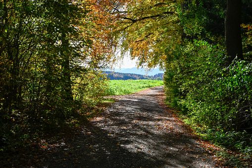 A dirt road in a forest with trees on both sides. The road is not paved and is surrounded by trees