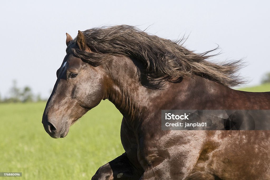 Grand beau cheval de course - Photo de Agriculture libre de droits