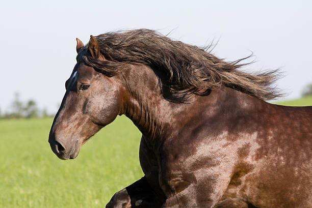 istock Big beautiful horse running 176880096