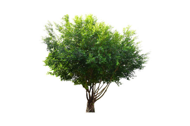 istock mimusops elengi, spanish cherry, medlar or bullet wood tree 1768801124