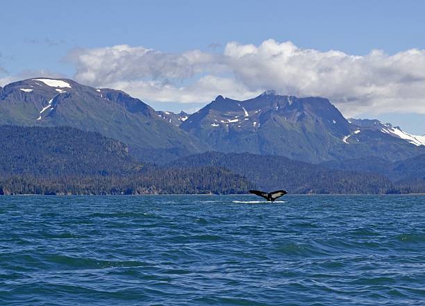 istock Scenic Alaskan view with a humpback whale tail 176880121