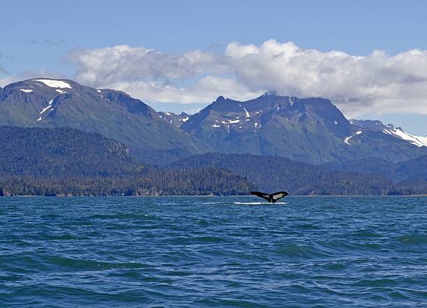 Scenic Alaska ver com uma cauda de Baleia-de-bossas - fotografia de stock