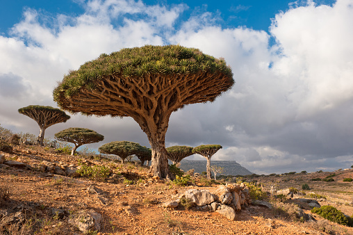 Dragon árboles en Homhil meseta, Socotra, Yemen photo