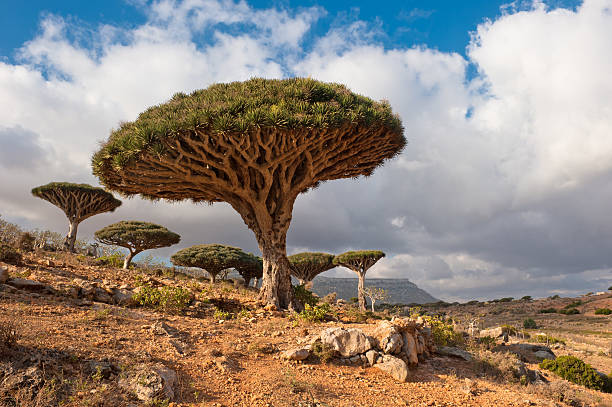 drago alberi a homhil plateau, di socotra, yemen - yemen foto e immagini stock