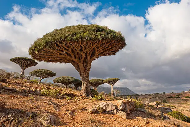 Photo of Dragon trees at Homhil desert plateau, Socotra, Yemen