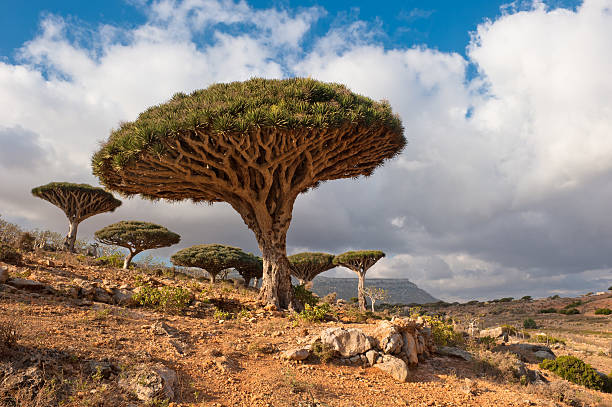 smok drzewa w homhil plateau, sokotra, jemen - yemen zdjęcia i obrazy z banku zdjęć