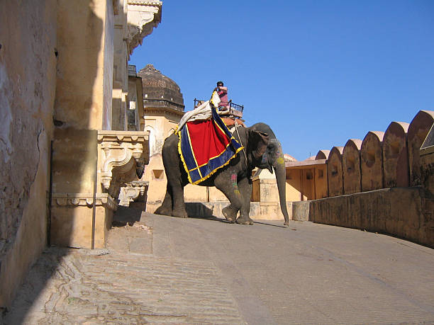 istock elephant man in Amber Fort 176880182