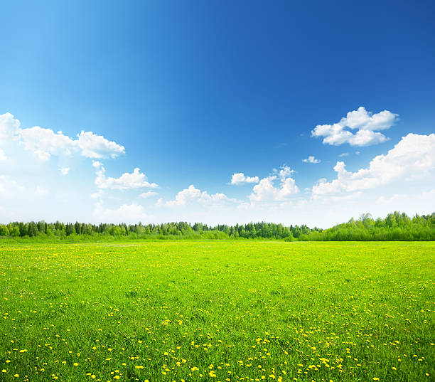 istock field of spring flowers and perfect sky 176880258