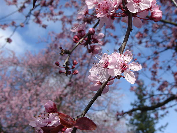 桜の花 ストックフォト