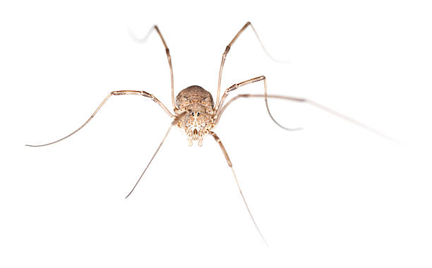 istock Harvestman isolated on white background, macro photo 176880563