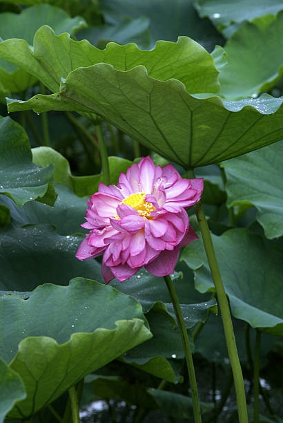 loto pond paesaggio - pond blossom industry agriculture foto e immagini stock