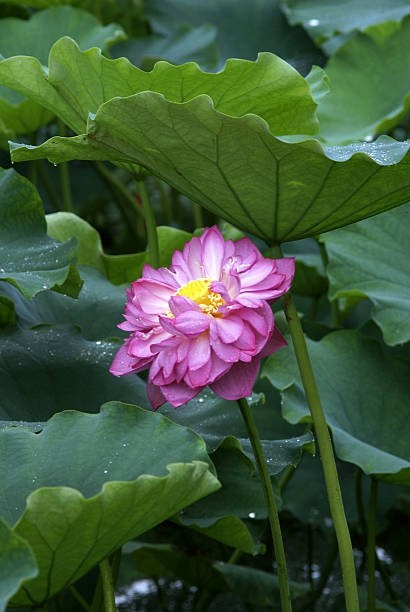 lotus пруд пейзажи - pond blossom industry agriculture стоковые фото и изображения