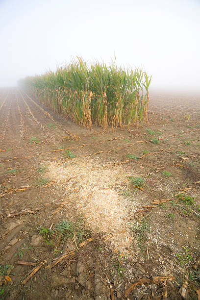 hileras de plantas de maíz restantes - morning cereal plant fog corn crop fotografías e imágenes de stock