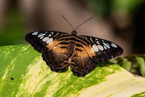 The common Indian Jezebel butterfly drinking nectar from the flower plants