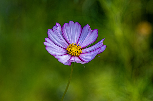 Close-up of a single light purple Coreopsis flower