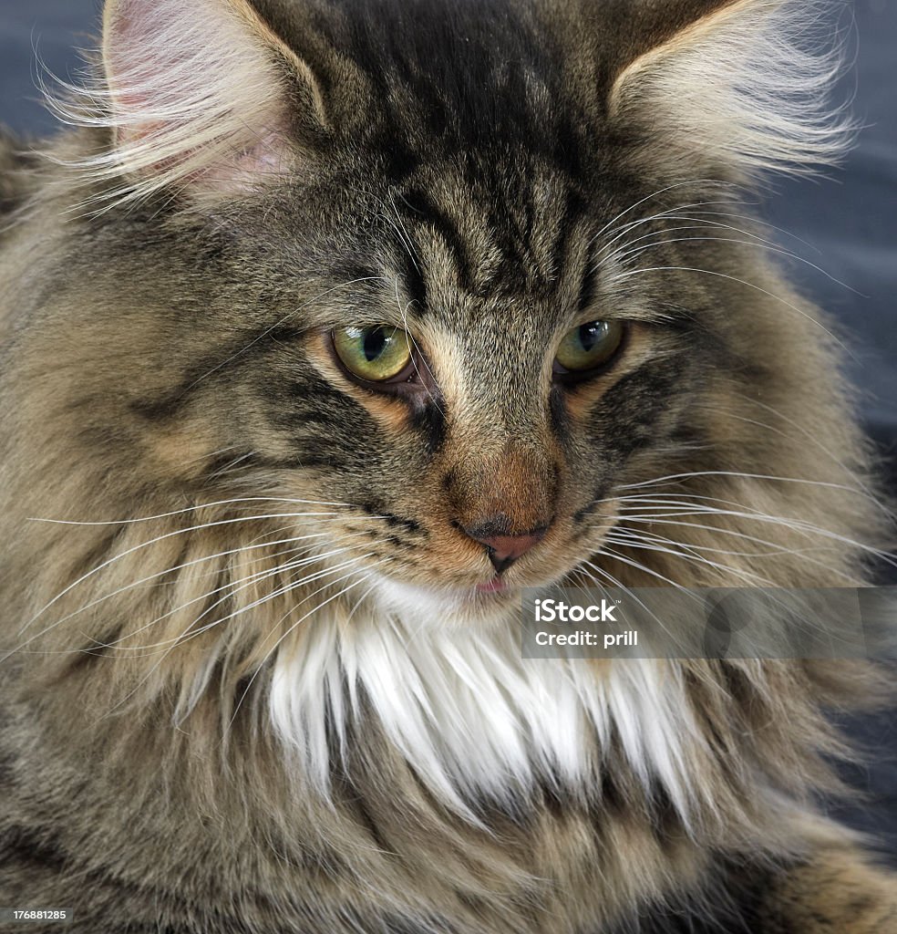 Norwegian Forest Cat portrait portrait of a Norwegian Forest Cat Animal Stock Photo