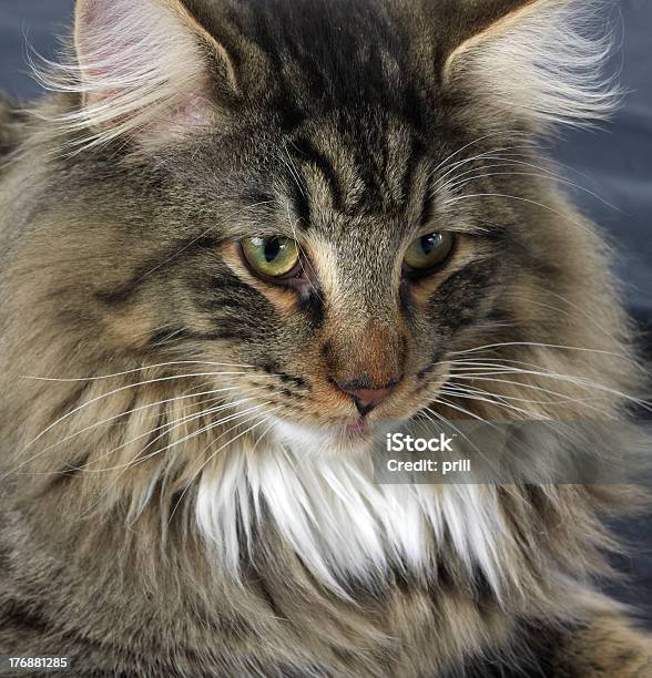 Norwegian Forest Cat Portrait Stock Photo - Download Image Now - Animal, Animal Body Part, Animal Hair