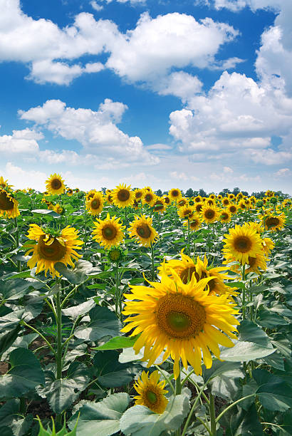 istock Big meadow of sunflowers 176881462