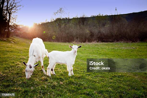 염소 및 Goatling 가축에 대한 스톡 사진 및 기타 이미지 - 가축, 군집 동물, 귀여운