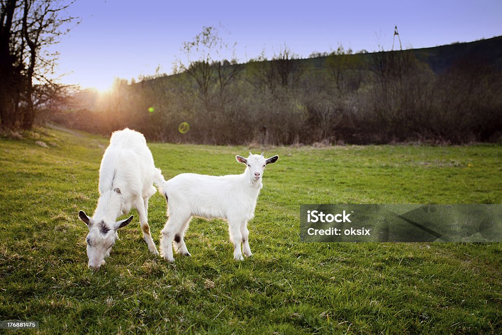 Koza i goatling - Zbiór zdjęć royalty-free (Biały)