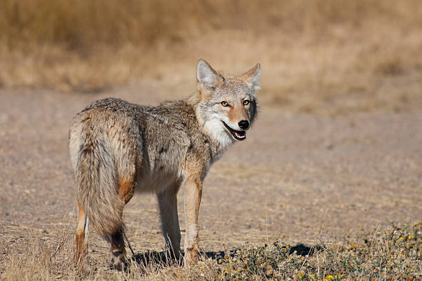 dziki coyote - alberta canada animal autumn zdjęcia i obrazy z banku zdjęć