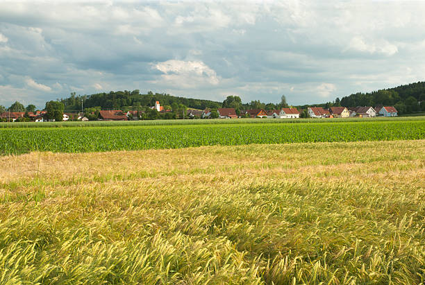 Barley field landscape  with beautiful rural scenery.