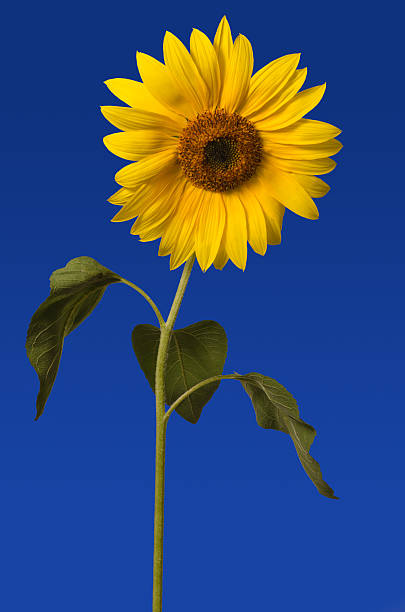 Sunflower stock photo