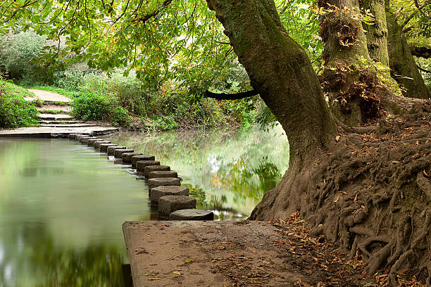 istock Woodland Stepping Stones 176881724