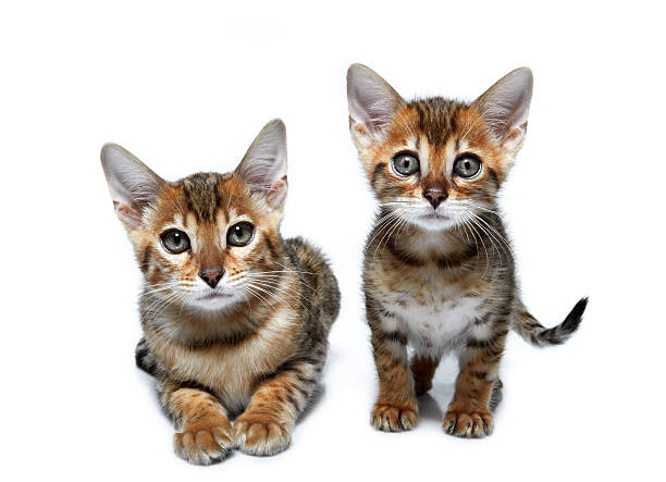 istock Kittens of the Bengal breed. 176882001