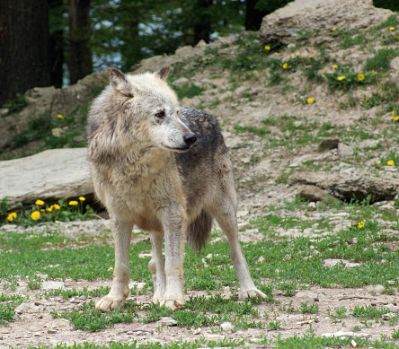 Gray Wolf in natural back