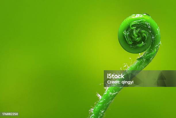 Ferns Bud Stock Photo - Download Image Now - Bud, Close-up, Color Image