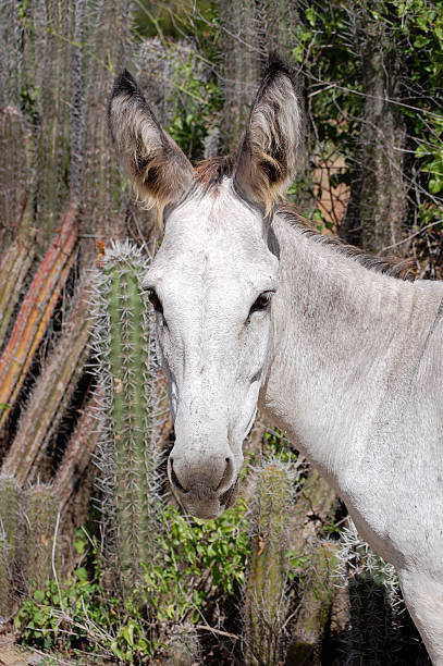 Young, wild donkey stock photo