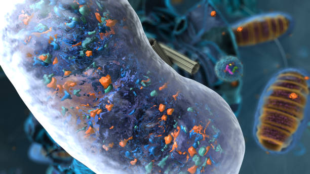 istock Organelles inside Eukaryote, focus on golgi apparatus - 3d illustration 1768823852