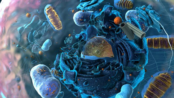 istock Organelles inside Eukaryote, focus on golgi apparatus - 3d illustration 1768824394