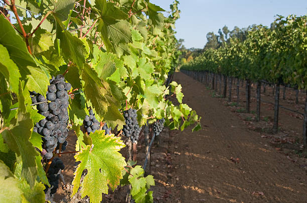 istock Sunlit Grapevines of Sonoma 176882450