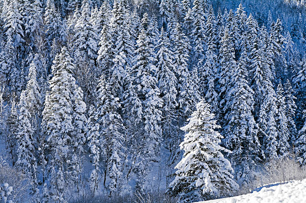 Abeto de inverno - foto de acervo